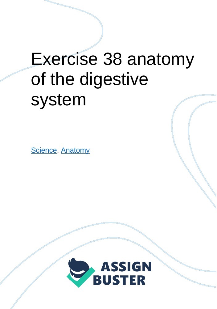 digestive system essay example